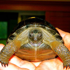 ALDABRAMAN // ALDABRA TORTOISE BREEDERS