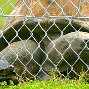 ALDABRAMAN // ALDABRA TORTOISE BREEDERS