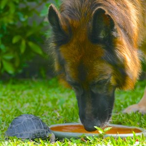 ALDABRAMAN // ALDABRA TORTOISE BREEDERS