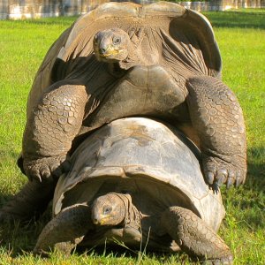 ALDABRAMAN // ALDABRA TORTOISE BREEDERS