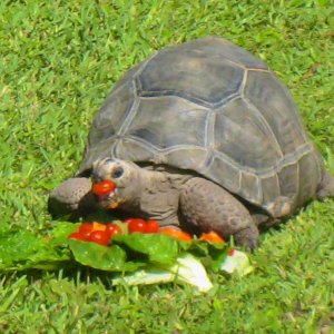 ALDABRAMAN // ALDABRA TORTOISE BREEDERS