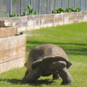 ALDABRAMAN // ALDABRA TORTOISE BREEDERS