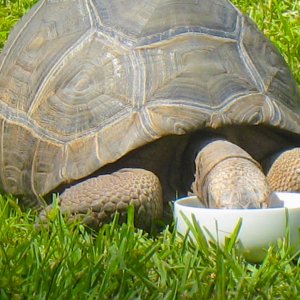 ALDABRAMAN // ALDABRA TORTOISE BREEDERS