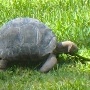 ALDABRAMAN // ALDABRA TORTOISE BREEDERS