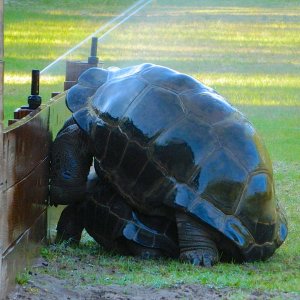 ALDABRAMAN // ALDABRA TORTOISE BREEDERS