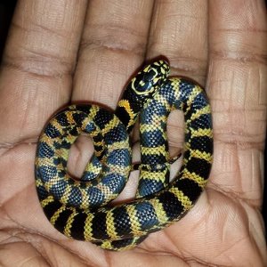 hondoking x goini x florida