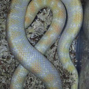 Hybino female