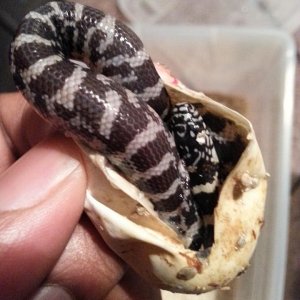 hatching