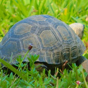 ALDABRAMAN // ALDABRA TORTOISE BREEDERS