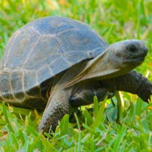 ALDABRAMAN // ALDABRA TORTOISE BREEDERS