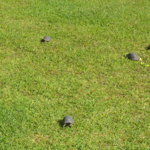ALDABRAMAN // ALDABRA TORTOISE BREEDERS