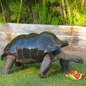 ALDABRAMAN // ALDABRA TORTOISE BREEDERS