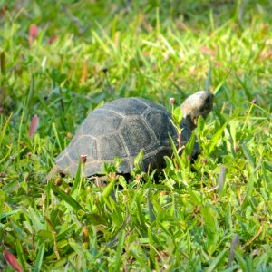 ALDABRAMAN // ALDABRA TORTOISE BREEDERS