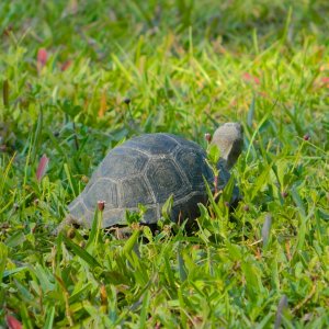 ALDABRAMAN // ALDABRA TORTOISE BREEDERS