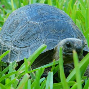 ALDABRAMAN // ALDABRA TORTOISE BREEDERS