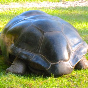 ALDABRAMAN // ALDABRA TORTOISE BREEDERS