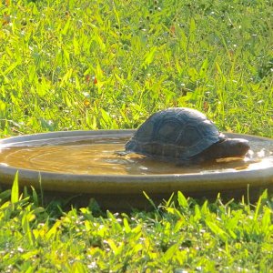 ALDABRAMAN // ALDABRA TORTOISE BREEDERS
