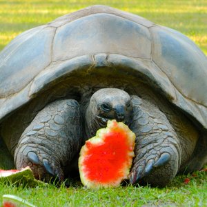 ALDABRAMAN // ALDABRA TORTOISE BREEDERS