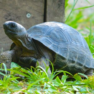 ALDABRAMAN // ALDABRA TORTOISE BREEDERS