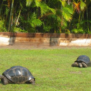 ALDABRAMAN // ALDABRA TORTOISE BREEDERS
