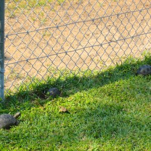 ALDABRAMAN // ALDABRA TORTOISE BREEDERS