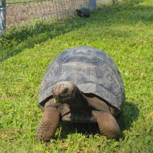 ALDABRAMAN // ALDABRA TORTOISE BREEDERS
