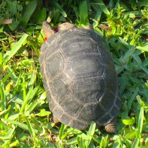ALDABRAMAN // ALDABRA TORTOISE BREEDERS