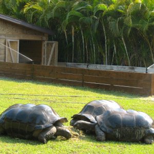 ALDABRAMAN // ALDABRA TORTOISE BREEDERS