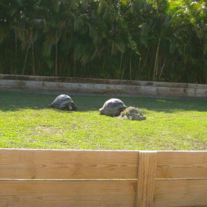 ALDABRAMAN // ALDABRA TORTOISE BREEDERS