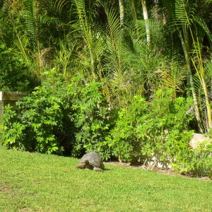 ALDABRAMAN // ALDABRA TORTOISE BREEDERS