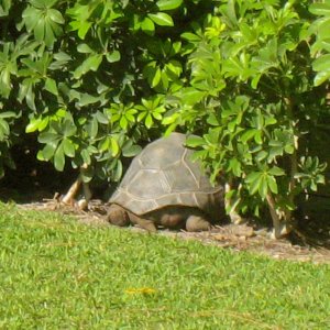 ALDABRAMAN // ALDABRA TORTOISE BREEDERS