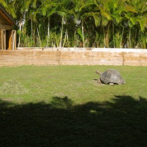 ALDABRAMAN // ALDABRA TORTOISE BREEDERS