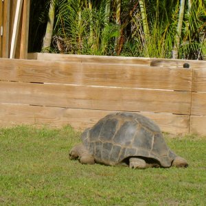 ALDABRAMAN // ALDABRA TORTOISE BREEDERS