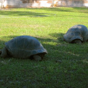 ALDABRAMAN // ALDABRA TORTOISE BREEDERS