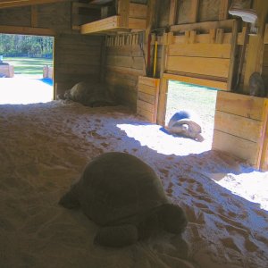 ALDABRAMAN // ALDABRA TORTOISE BREEDERS