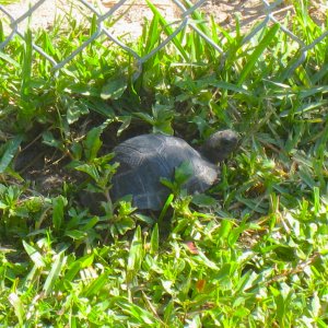 ALDABRAMAN // ALDABRA TORTOISE BREEDERS