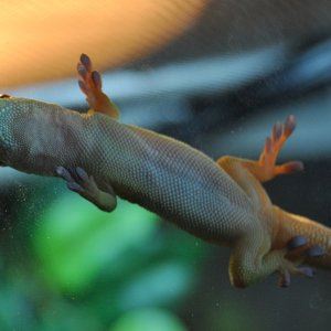 Bean the Giant Day Gecko