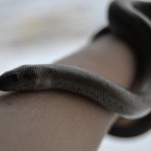 Ziggy the Rosy Boa