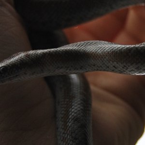 Ziggy the Rosy Boa