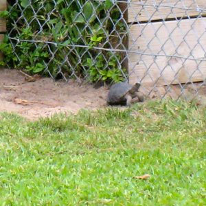 ALDABRAMAN // ALDABRA TORTOISE BREEDERS