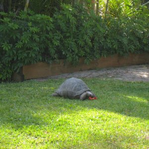 ALDABRAMAN // ALDABRA TORTOISE BREEDERS