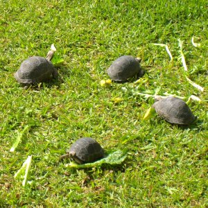 ALDABRAMAN // ALDABRA TORTOISE BREEDERS