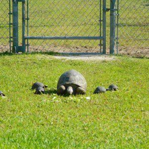 ALDABRAMAN // ALDABRA TORTOISE BREEDERS