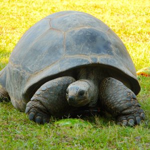 ALDABRAMAN // ALDABRA TORTOISE BREEDERS