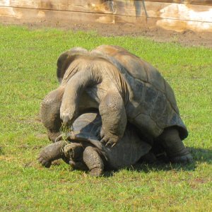 ALDABRAMAN // ALDABRA TORTOISE BREEDERS