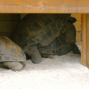 ALDABRAMAN // ALDABRA TORTOISE BREEDERS