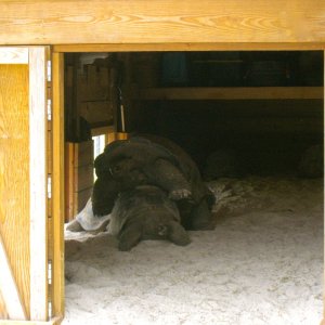 ALDABRAMAN // ALDABRA TORTOISE BREEDERS