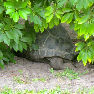 ALDABRAMAN // ALDABRA TORTOISE BREEDERS