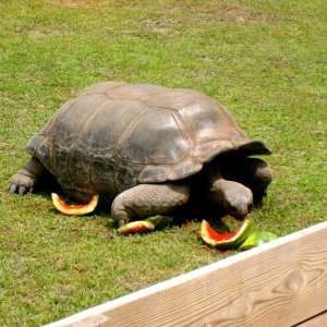 ALDABRAMAN // ALDABRA TORTOISE BREEDERS