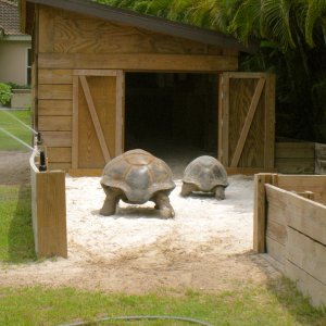 ALDABRAMAN // ALDABRA TORTOISE BREEDERS